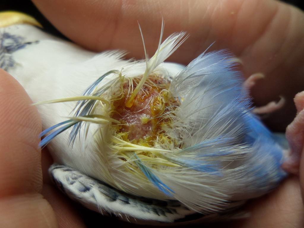 Почему у попугая выпадают перья: причины, лечение и что делать если птица линяет?