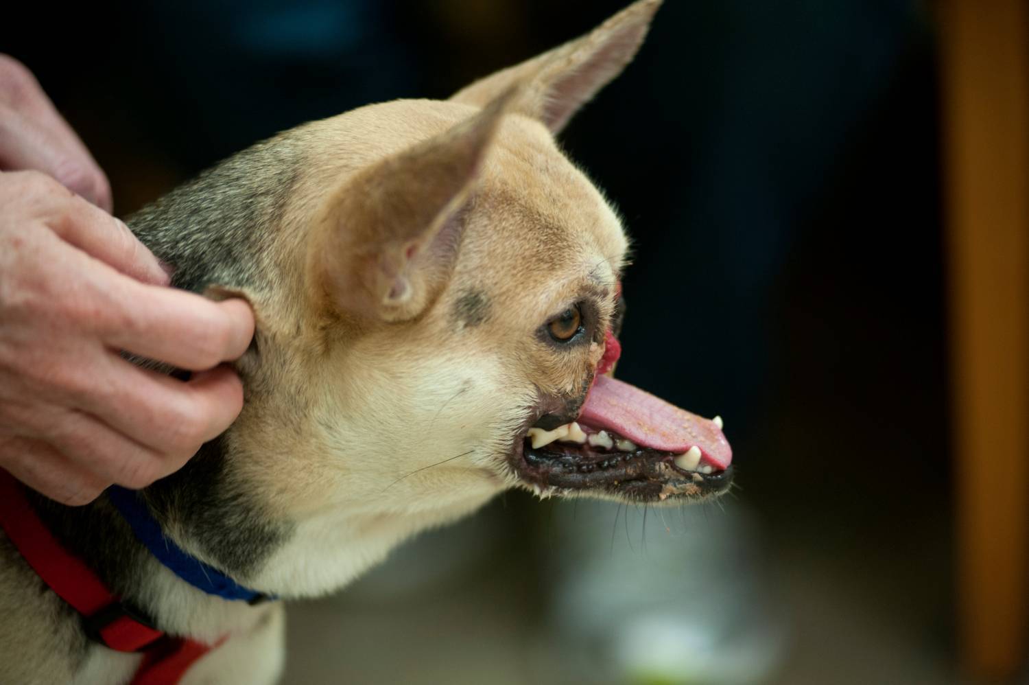 Почему собака грызет и чешет свои лапы - причины, диагностика и лечение
