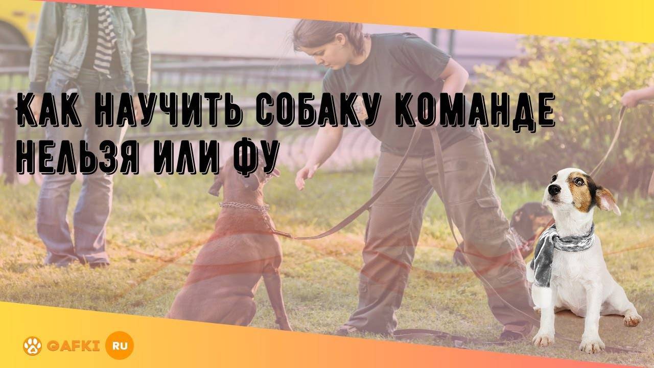 апорт команда собаке