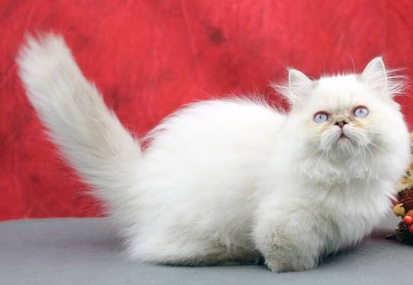 Наполеон кошка (менуэт): подробная характеристика породы кошек от а до я! топ-150 фото + интересные факты о породе