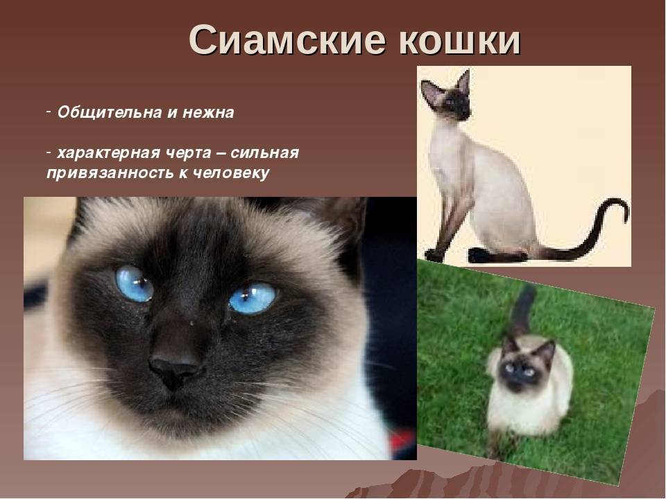 Сиамская кошка: особенности породы и характера