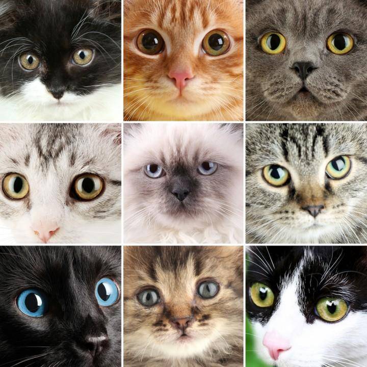 На какой день котята открывают глазки после рождения и появляется слух?
