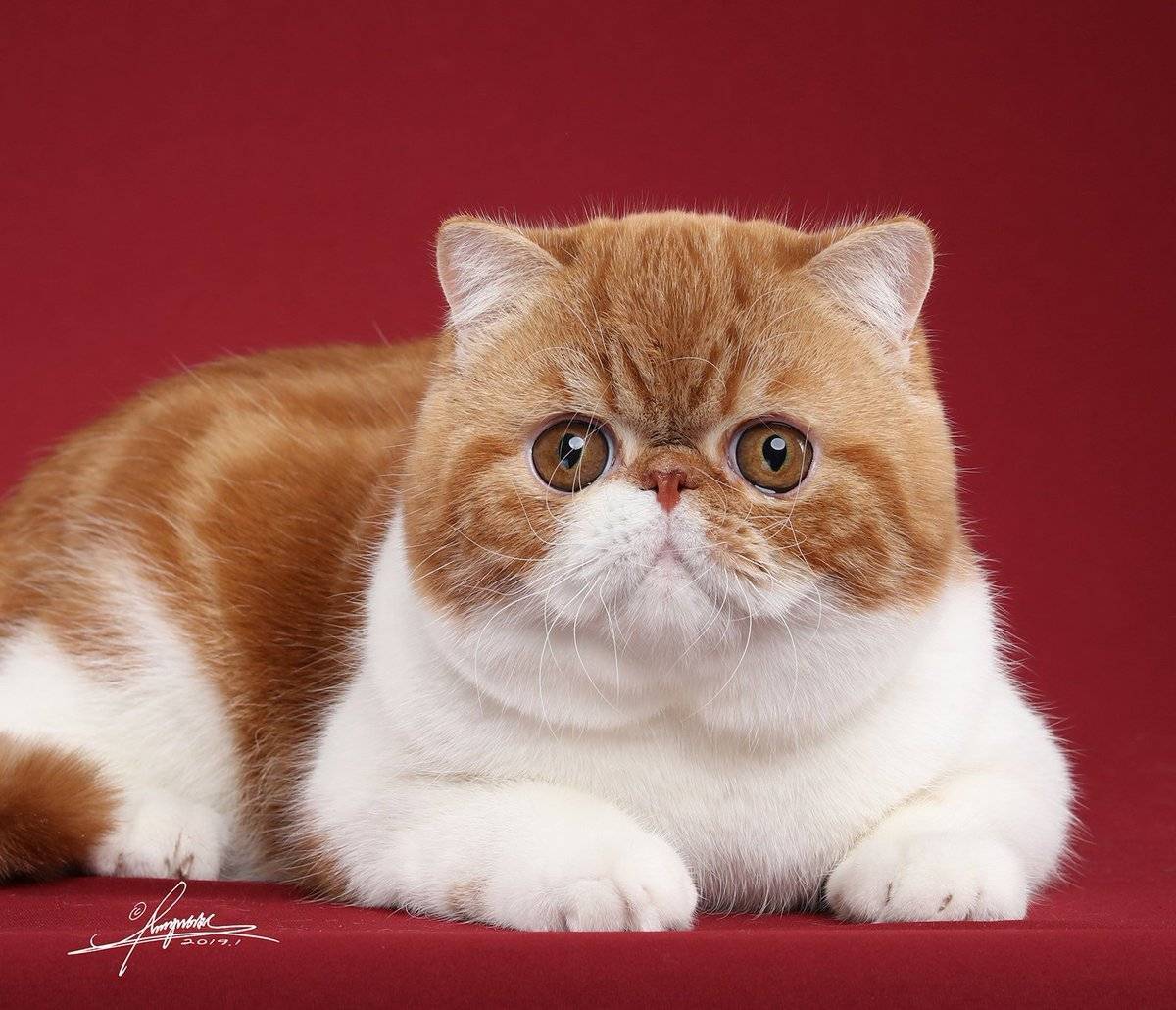ᐉ экзотическая короткошерстная - описание пород котов - ➡ motildazoo.ru