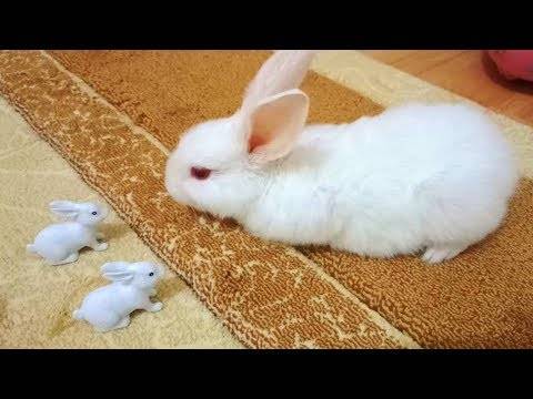 Дрессировка кролика в домашних условиях, как с ним играть - jurnalagronoma