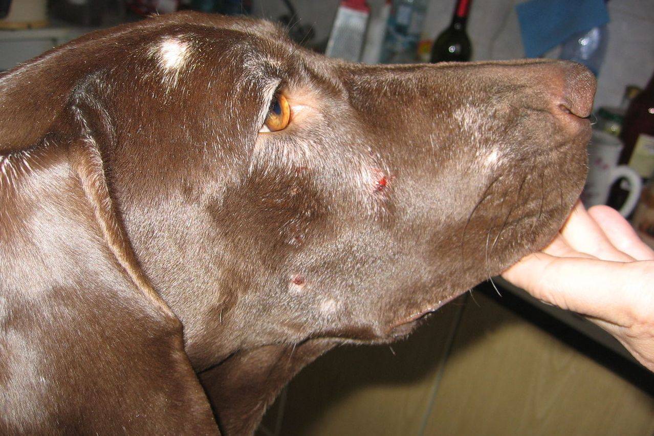 Лечение пироплазмоза (бабезиоза) собак