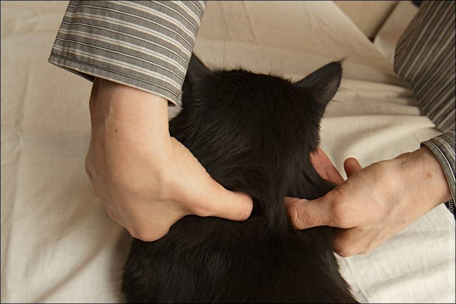 Массаж для кошки: польза процедуры, как делать, эффект