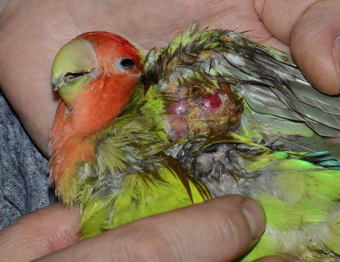 Активированный уголь попугаю: можно ли птице, как правильно давать, когда необходим, выбор дозировки
