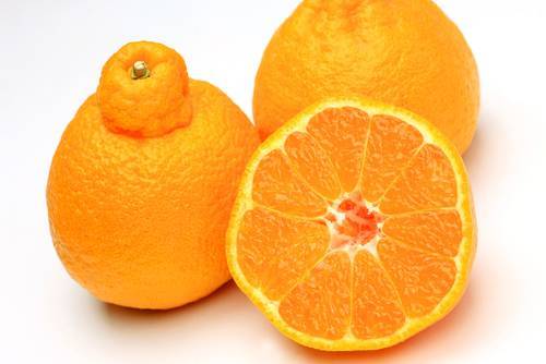 Можно ли хомякам мандарины, апельсины и другие цитрусовые