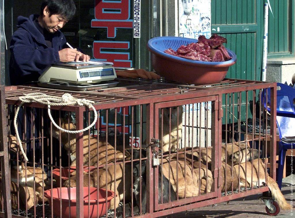 В корее по-прежнему едят собак — мир новостей