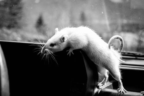 Болезни, которые переносят дикие мыши и крысы -
 фбуз "центр гигиены и эпидемиологии в красноярском крае"
