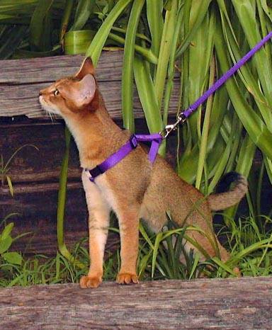 Как правильно одевать шлейку на кошку для прогулки, а также — как ее собрать