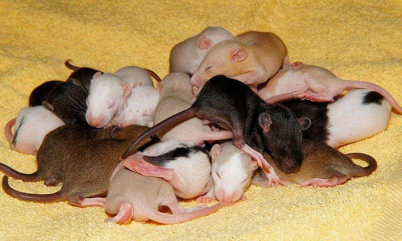 Размножение домашних крыс - люблю хомяков