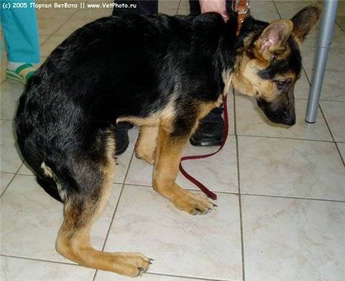 Абсцесс на лапе у собаки: как он проявляется и как лечить недуг? - kupipet.ru