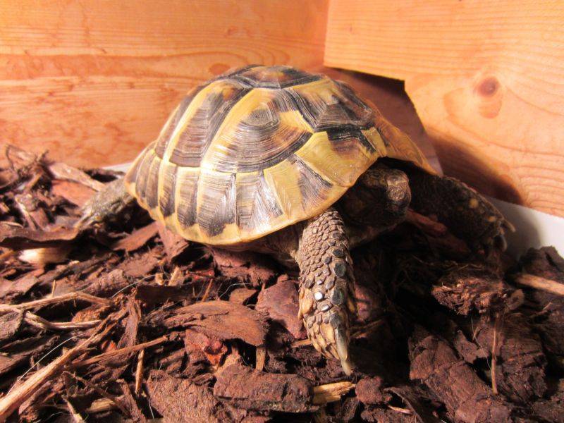 Как разбудить и вывести черепаху из спячки в домашних условиях