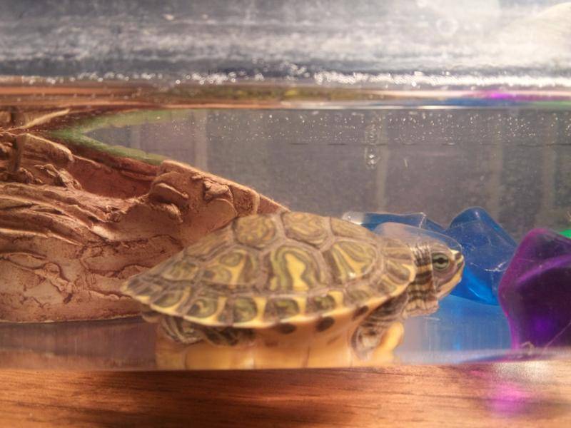 Как, где и сколько спят водные красноухие черепахи