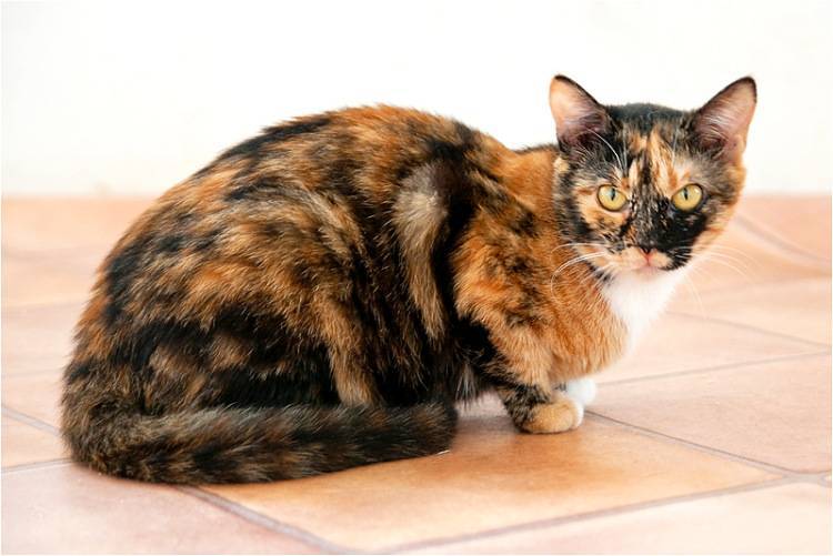Народные приметы и суеверия: к чему трехцветная кошка в доме