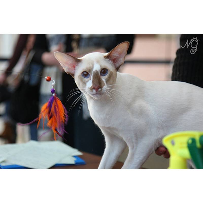 Сейшельская кошка: описание породы, характеристики, фото, правила ухода и содержания – petstory