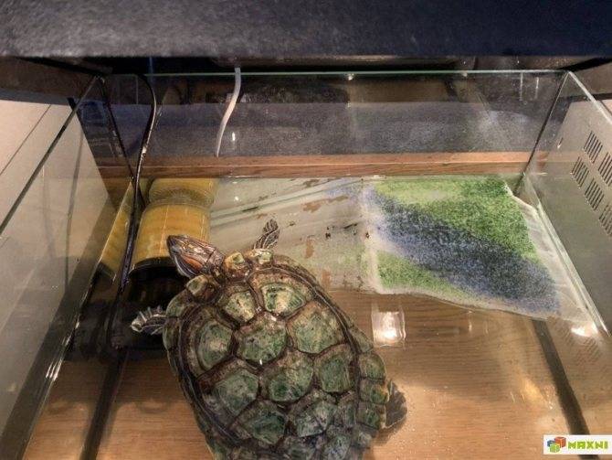 Как содержать черепаху? содержание, уход и кормление популярных видов. где взять и как перевезти черепаху?