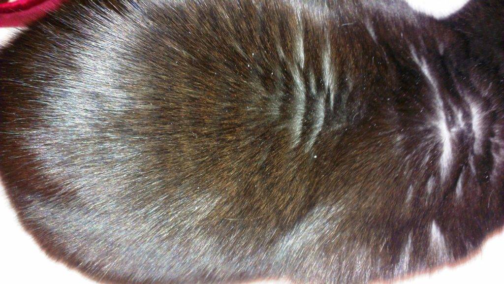 Перхоть у кошки на спине и хвосте, причины и методы лечения