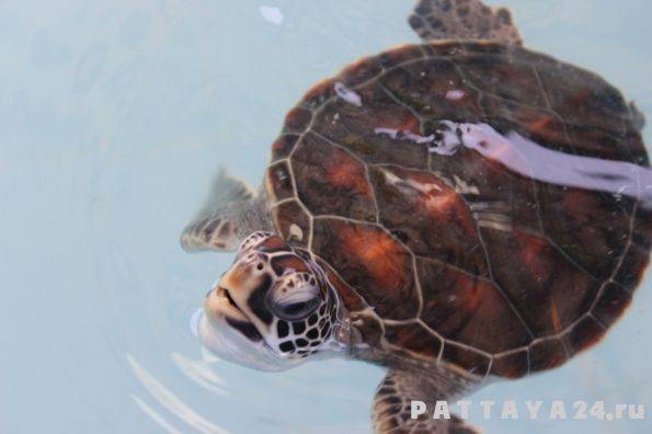ᐉ почему красноухая черепаха плавает "на один бок", брюхом вверх или задом - zoopalitra-spb.ru