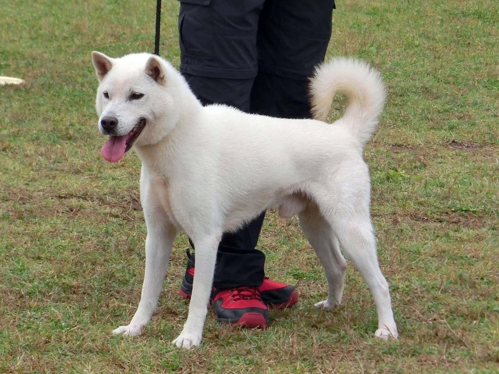 Пхунсан (пунгсан): описание породы, фото собак