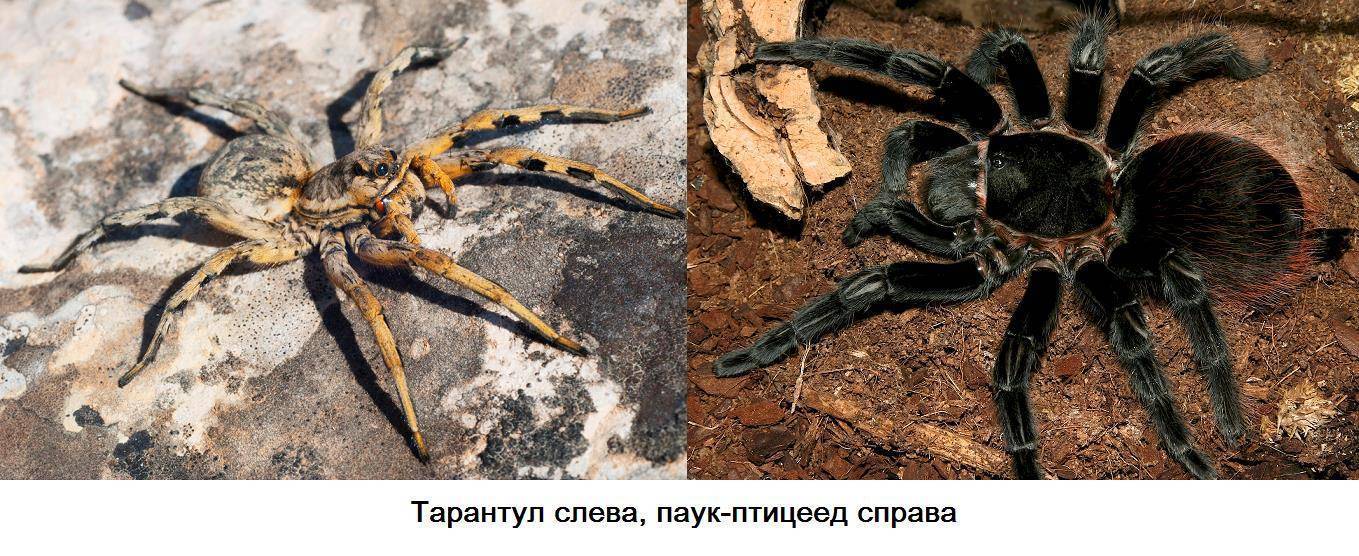 Сколько стоит паук-птицеед: цена тарантула в россии