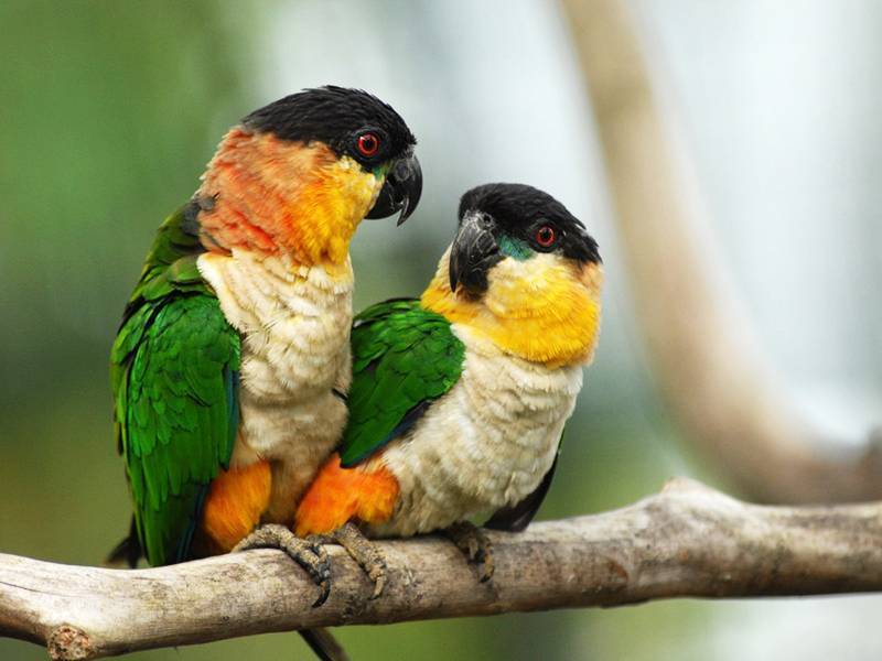 Певчий попугай (psephotus haematonotus): фото, видео, содержание, разведение, купить