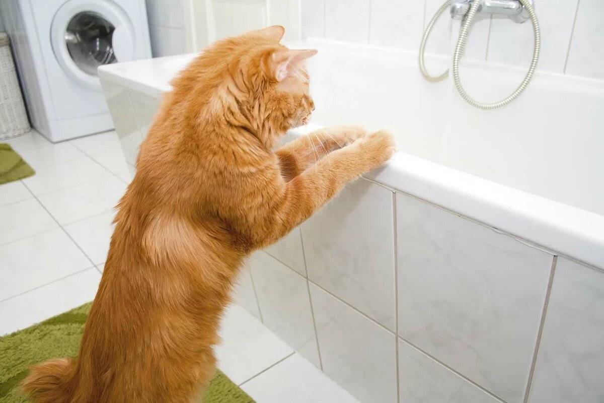 Почему кошки боятся воды? 7 причин
