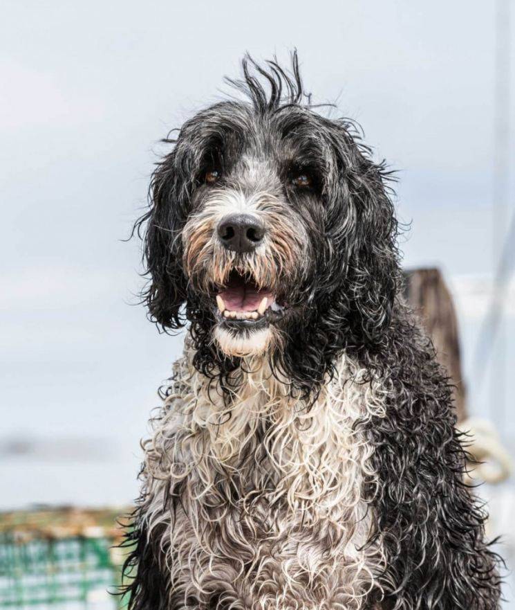 Португальская водяная собака (кан дигуа): история и уход за породой