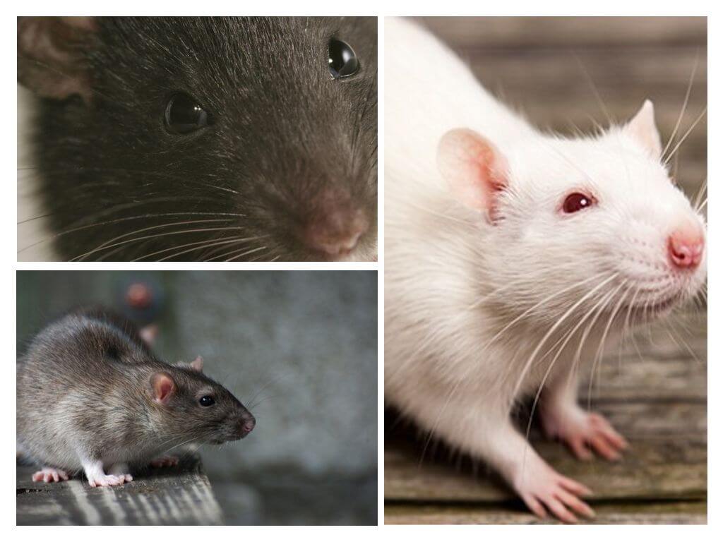 Все, что вы хотели знать о крысах