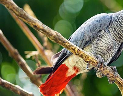 Самый умный попугай: выбираем питомца-интеллектуала