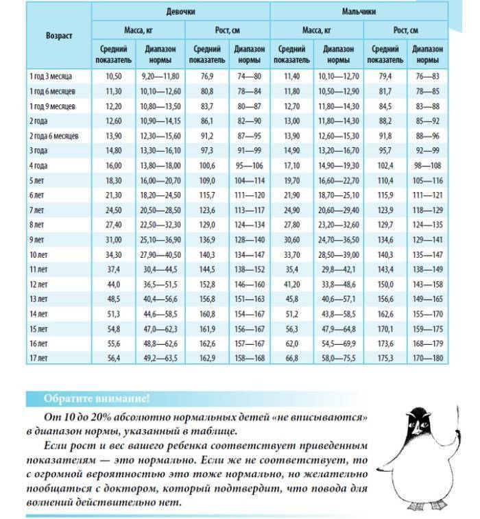 Сколько должна весить ваша шиншилла? сводная таблица по месяцам и нормальные показатели роста - люблю хомяков