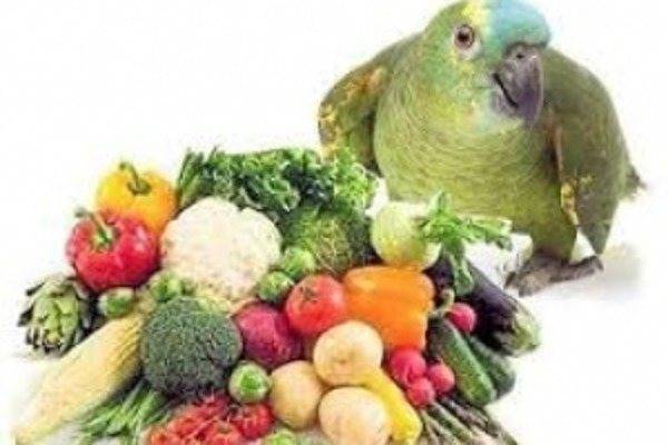 Что едят какарики: суточная норма еды и что нельзя давать? | болезни попугаев
чем кормить какарика в домашних условиях? | болезни попугаев