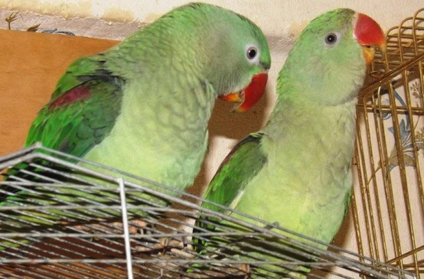 Описание и уход за александрийским попугаем
