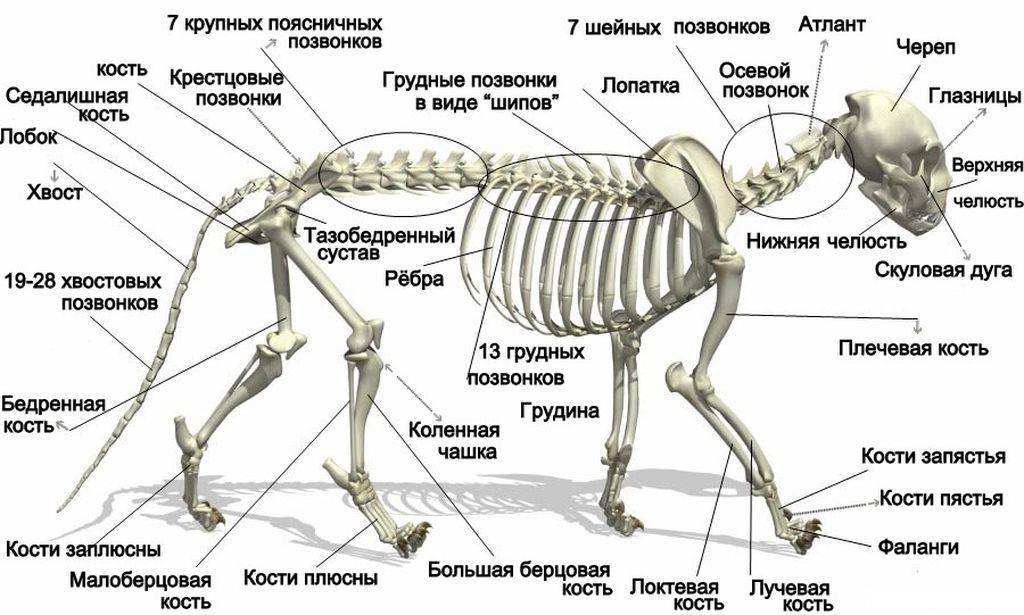 Схема строение тигра