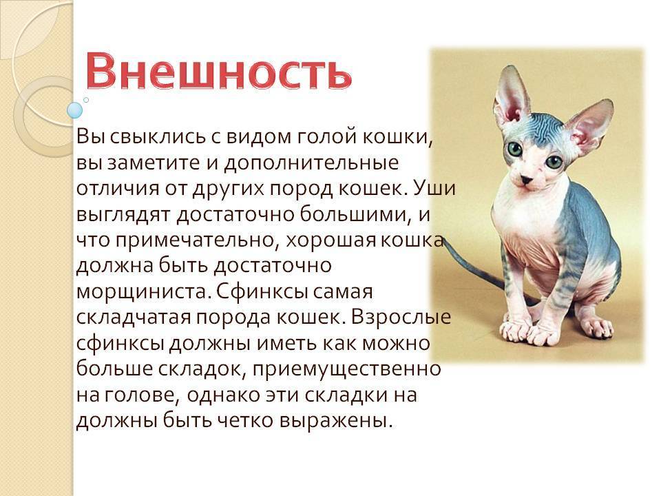 Донской сфинкс – что необходимо знать каждому владельцу этой кошки?