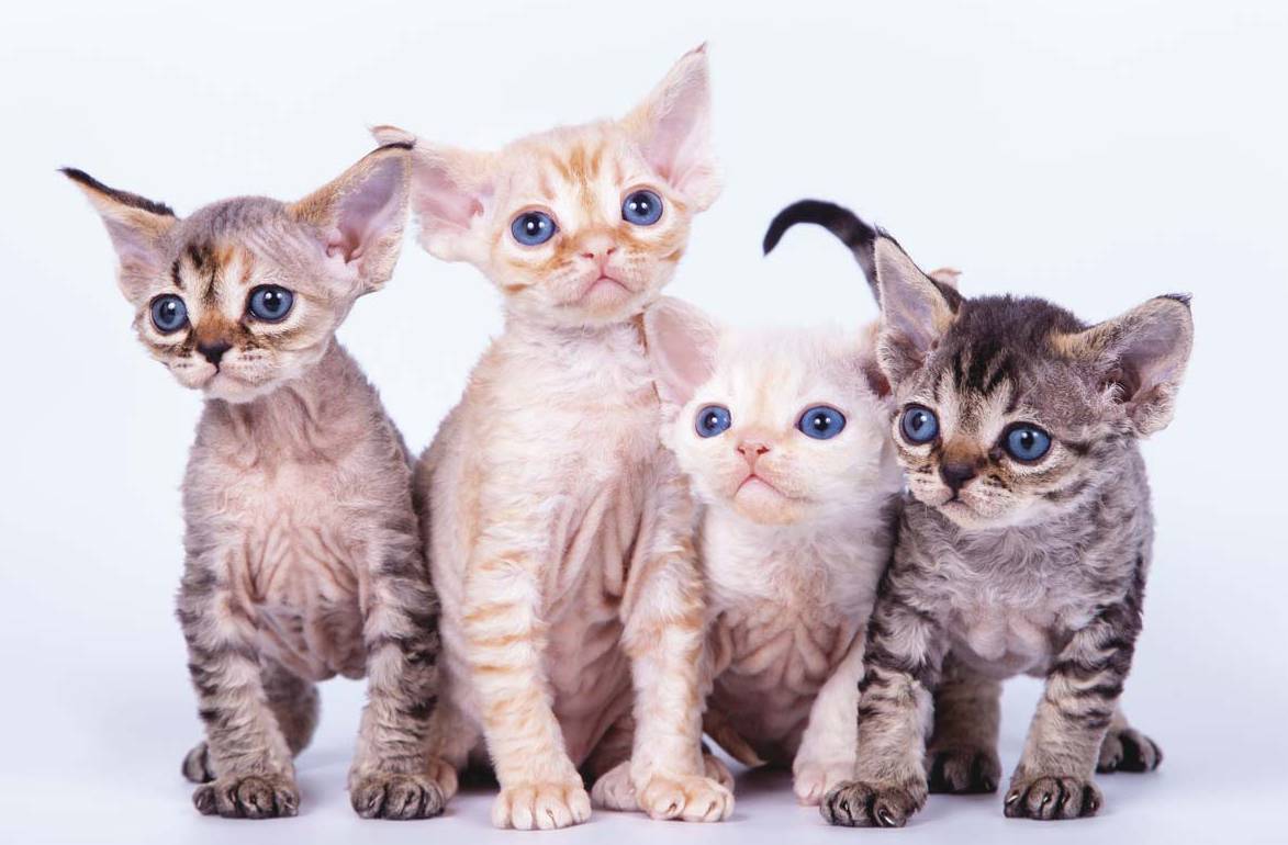 Гипоаллергенные породы кошек: фотографии и названия