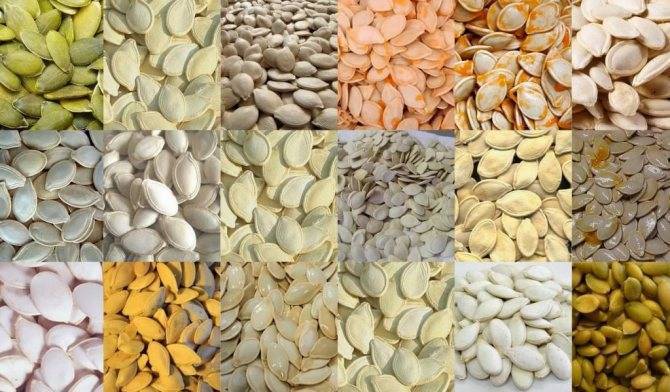 Можно ли есть семечки при повышенном холестерине: влияние подсолнечных и тыквенных семян на показатель, дневная доза и правила употребления при атеросклерозе