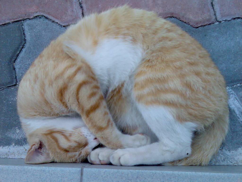 Почему кот может спать на спине, раскинув задние лапы и показывая живот, кошка лежит на полу и мяукает – что это значит?