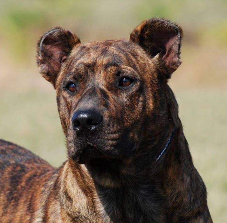Уругвайский симаррон: описание породы собак с фото и видео