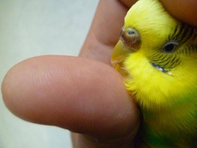 Болезни восковицы волнистых попугаев: потемнение, сухость, шелушение