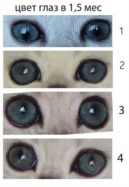 Почему меняется цвет глаз у кошек?