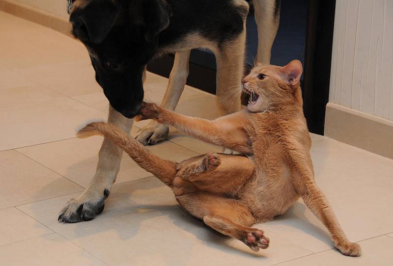 Африканская нелающая собака с кошачьим характером – отзывы про басенджи