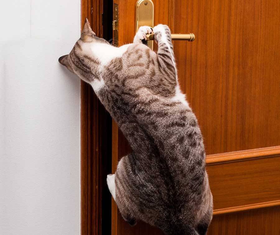 Кошка постоянно открывает дверь. что делать?