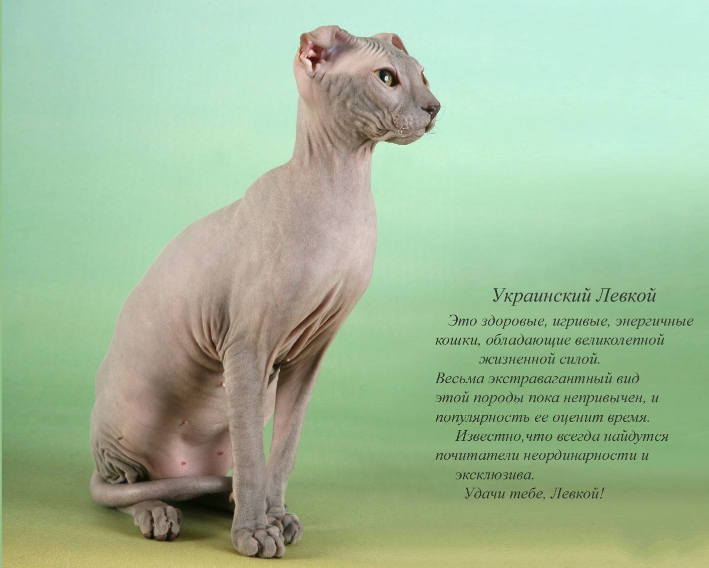 Украинский левкой: кошки с оригинальной внешностью