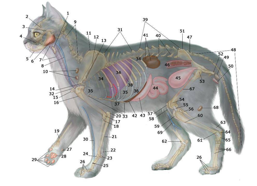 Сколько сосков у кошки и кота: анатомия и строение, количество и расположение молочных желез + аномалии и патологии