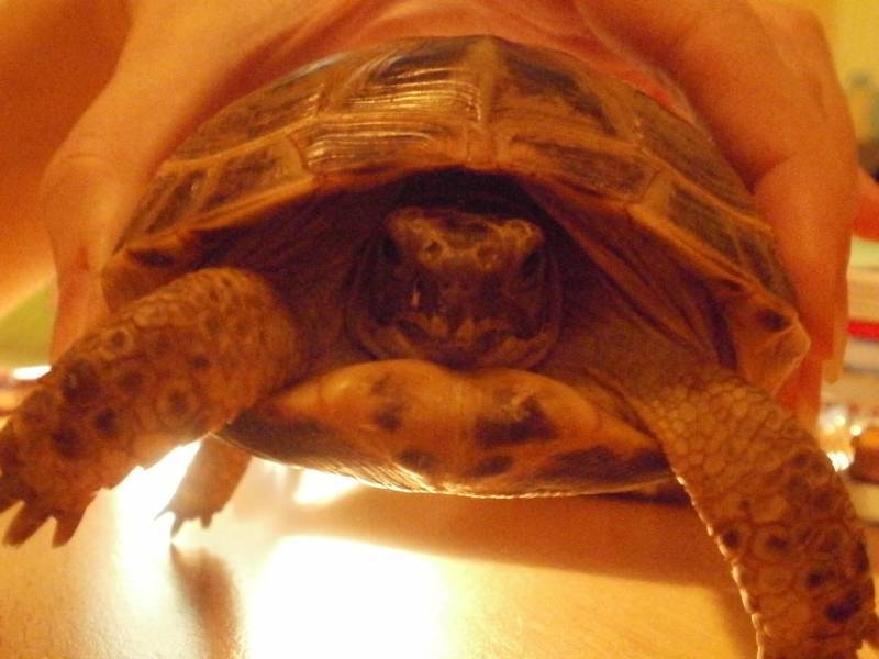 Болезни черепах — основные виды, симптомы и лечение
