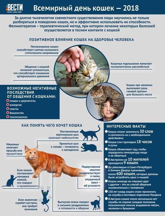 Какие болезни лечат кошки у человека: новости, кошки, лечение, альцгеймер, здоровье, эксперты, дети, домашние животные