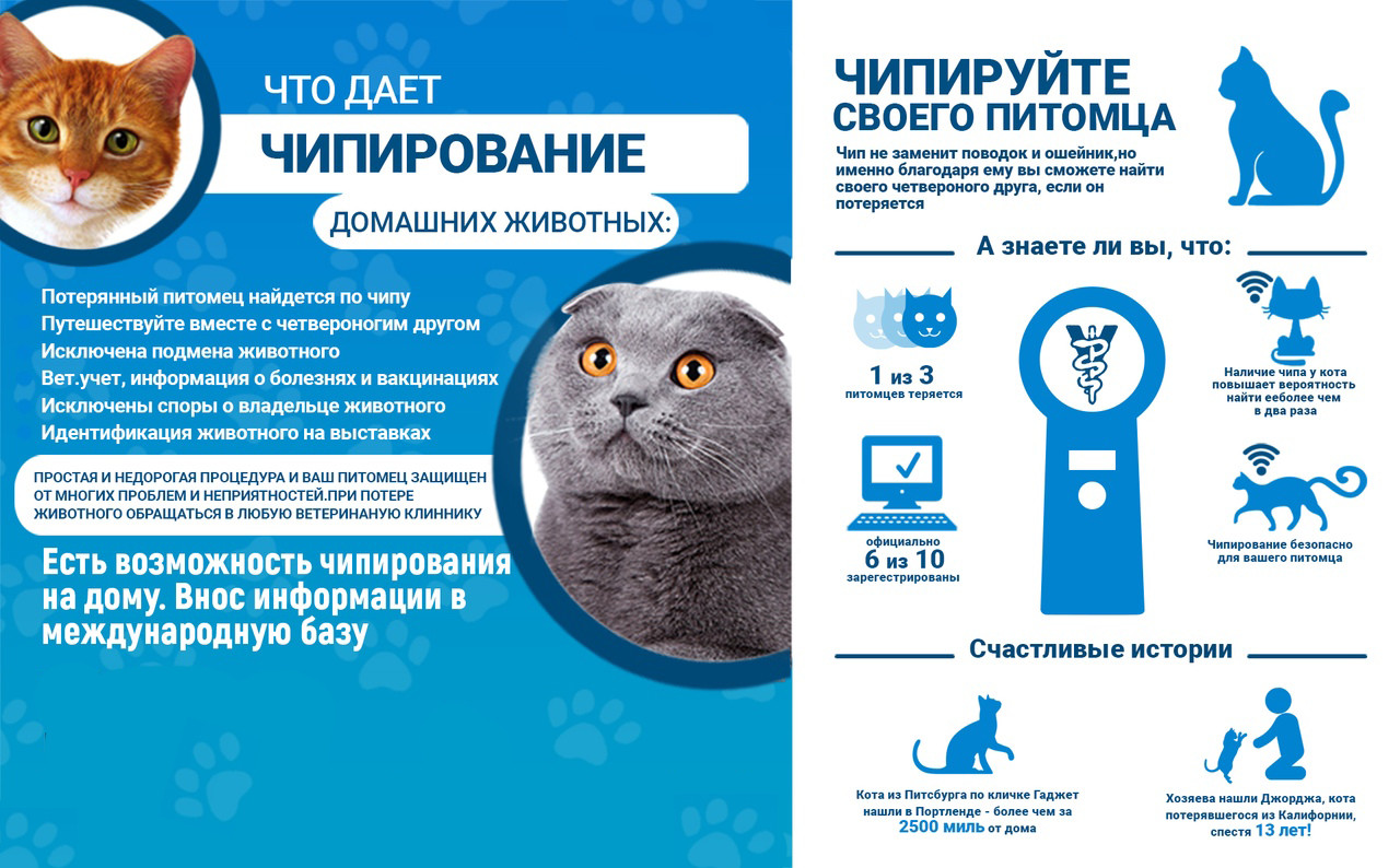 Чипирование кошек: преимущества и недостатки процедуры, этапы ее проведения, поиск животных по чипу