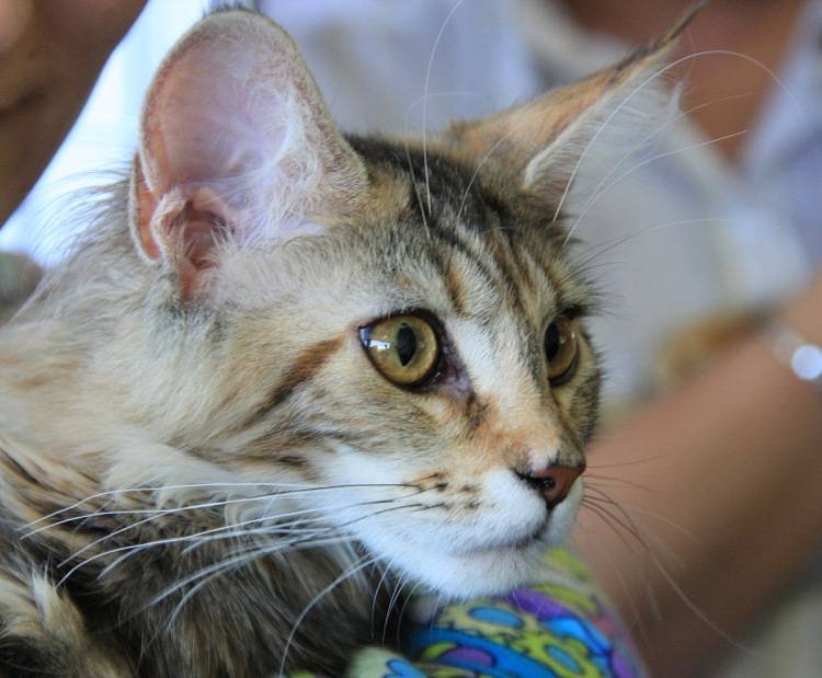 5 лучших пород кошек с кисточками на ушах - окружающий мир вокруг нас